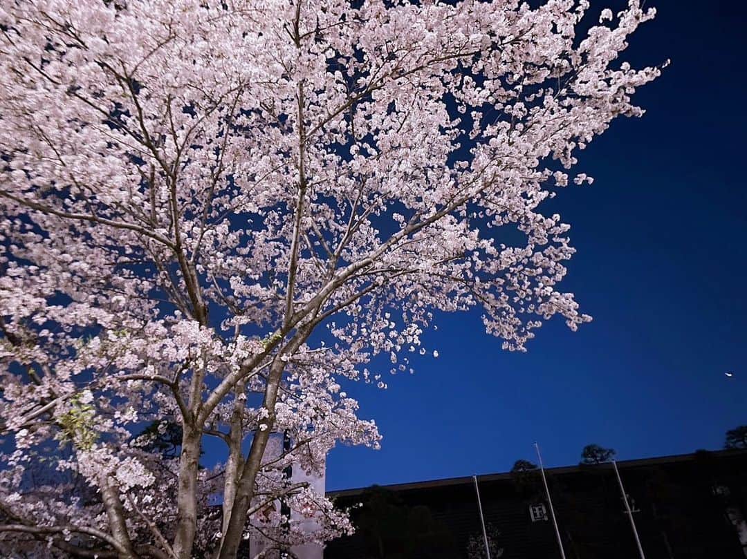 尾上菊之助さんのインスタグラム写真 - (尾上菊之助Instagram)「. ここ数年3月は国立劇場に出演していました。出演時は国立劇場の見事な桜を楽しみに通っていました。昨日、桜を見に国立劇場まで足を運んでみました。 ⁡ 現在の国立劇場も今年で建て替えのため閉館になります。 この桜も見納めになってしまうと思うと、残念です。 ⁡ #国立劇場」3月23日 22時31分 - onoekikunosuke