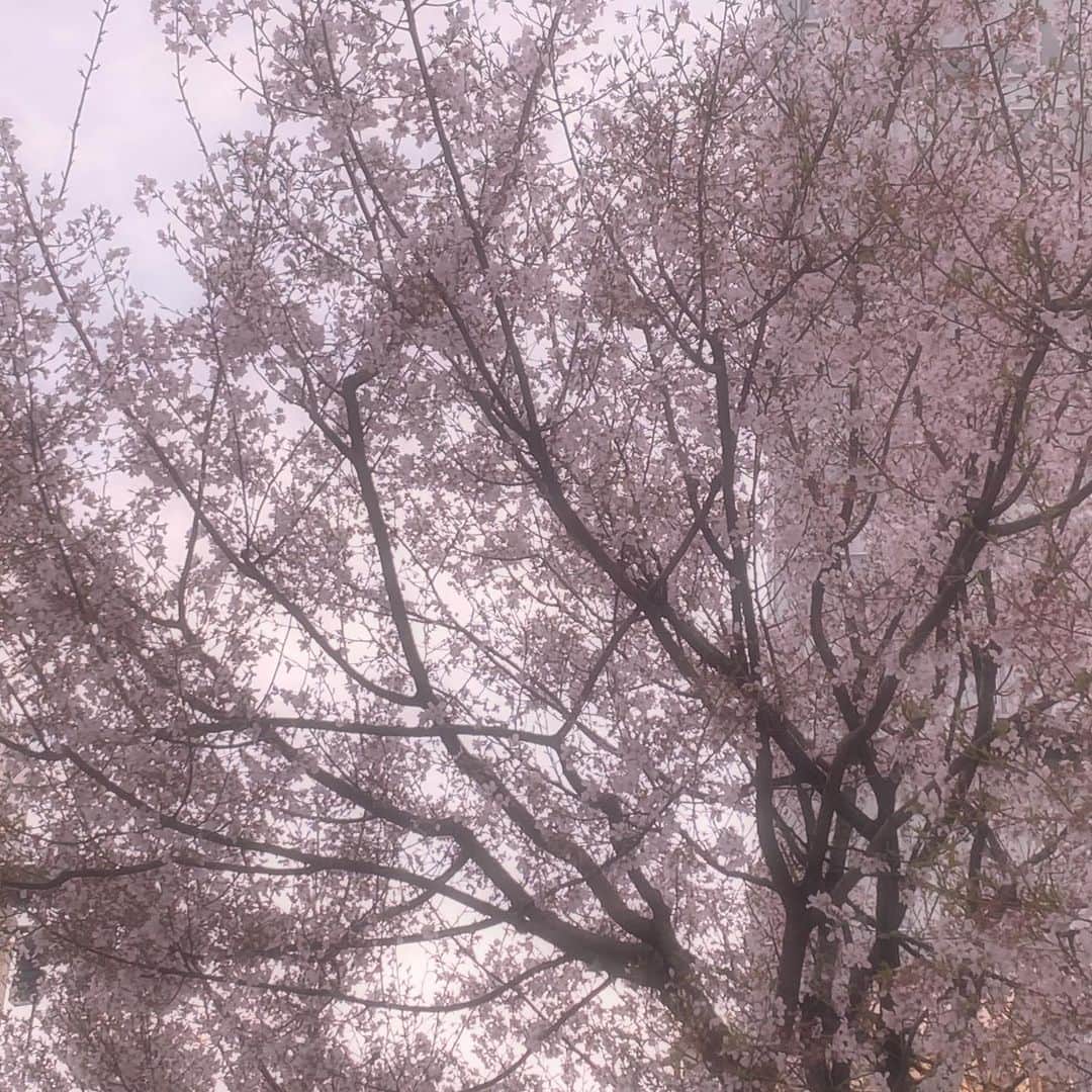楠木しゅりさんのインスタグラム写真 - (楠木しゅりInstagram)「🌸」3月23日 22時42分 - kusunoki_shuri