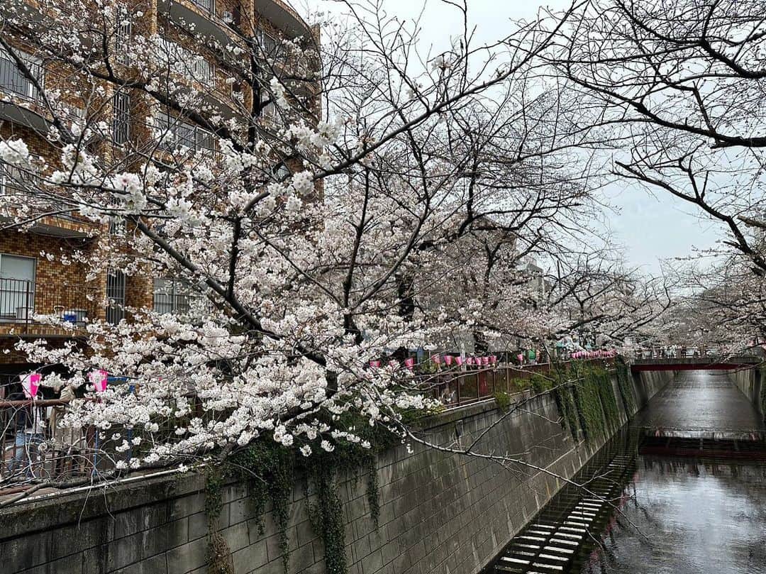 佐野礼奈のインスタグラム：「お花見してきた🌸🍡  #目黒 #桜 #目黒川の桜 #ショートヘア #ショート #ショート女子 #お花見 #」