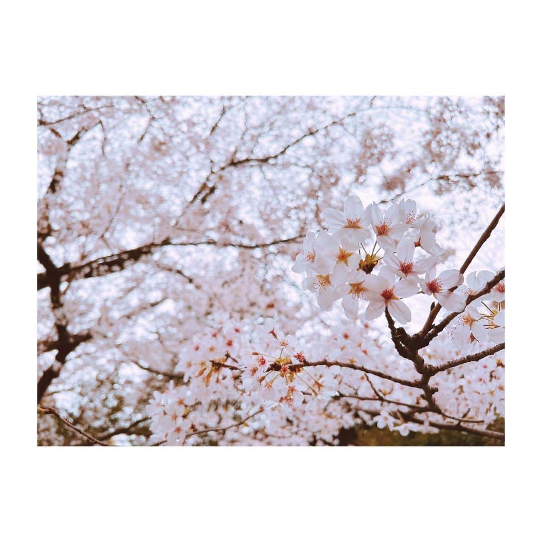 大久保瑠美のインスタグラム：「⁡ ⁡ ツイッターにも載せた桜🌸 ⁡ そういえばもう春なんだよなぁ… ってしみじみ感じました。 ⁡ 綺麗なうちに満開の桜が見られて 良かったです✨ いつも気づいたら散ってる…( ˘ω˘) ⁡ ⁡ 花粉さえなければ、外でお花見したい🌸🍡 ⁡ ⁡ 花粉さえ…なければぁっ(　´ᾥ`　)ｷﾞﾘｨ ⁡ ⁡ ⁡」