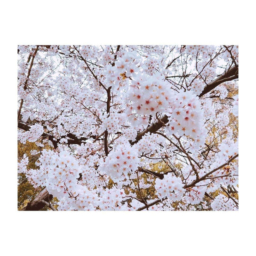 大久保瑠美さんのインスタグラム写真 - (大久保瑠美Instagram)「⁡ ⁡ ツイッターにも載せた桜🌸 ⁡ そういえばもう春なんだよなぁ… ってしみじみ感じました。 ⁡ 綺麗なうちに満開の桜が見られて 良かったです✨ いつも気づいたら散ってる…( ˘ω˘) ⁡ ⁡ 花粉さえなければ、外でお花見したい🌸🍡 ⁡ ⁡ 花粉さえ…なければぁっ(　´ᾥ`　)ｷﾞﾘｨ ⁡ ⁡ ⁡」3月23日 22時48分 - rumirumi_81