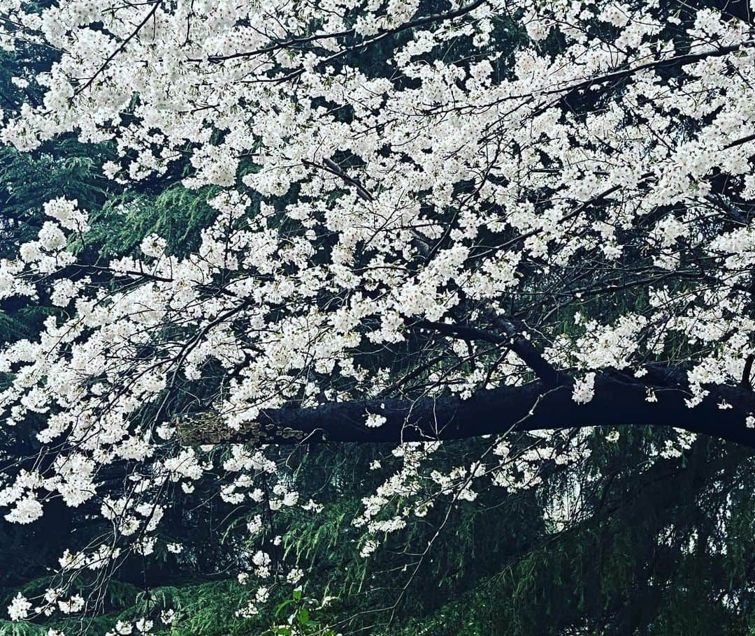 金子三勇士のインスタグラム：「NHK前の桜🌸（本日） #桜 #sakura」