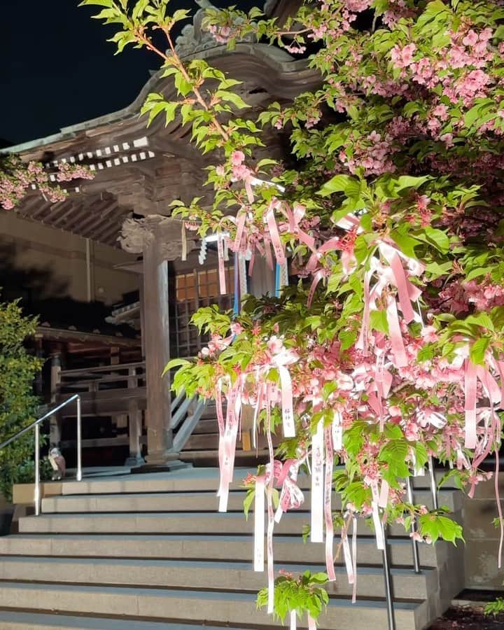 松岡美沙のインスタグラム：「🌸 . . . #桜 #🌸 #夜桜 #桜神宮 #桜新町 #世田谷 #holiday #beautiful #cherryblossom #flower #tokyo #japan」