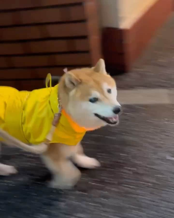 豆柴つむじくんのインスタグラム：「にこにこ はや足 どこ行くのかな #豆柴 #柴犬 #시바견 #shiba #shibainu #shibastagram #shibalove #shibadog #つむじ #ここ柴部 #行く前と行った後」