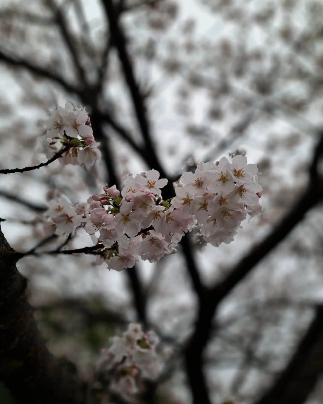 川原ちかよさんのインスタグラム写真 - (川原ちかよInstagram)「確かに、京都は体感的に、 「戻ってきてる」感ありです。  うちの近所に1本だけ、 けっこう咲いてる桜🌸がありましたが。 基本的には、まだまだこれから。  ・「ねぇ、なんで桜もまだだし、 雨も降ってるのに、こんなに人が多いの？」  ち「そやねん。」  ・「新幹線もさ、満席だったし、 皆、京都で降りたし、京都駅もすんごい人だったよ。なんで？」  ち「そやねん。」  ・「いや、"そやねん"じゃなくて、 俺、質問してんだけど(笑)」  ち「いや、だから、京都はそやねん。 桜🌸まだとか、雨降ってるとか、 関係ないねん。 春の京都は、こんなんやねん。」  ほんまに、多い。 平日も多い。  #春の京都はまだまだこれから #こたべ買っといてあげられなくてごめんね」3月23日 23時14分 - chikayo_baby