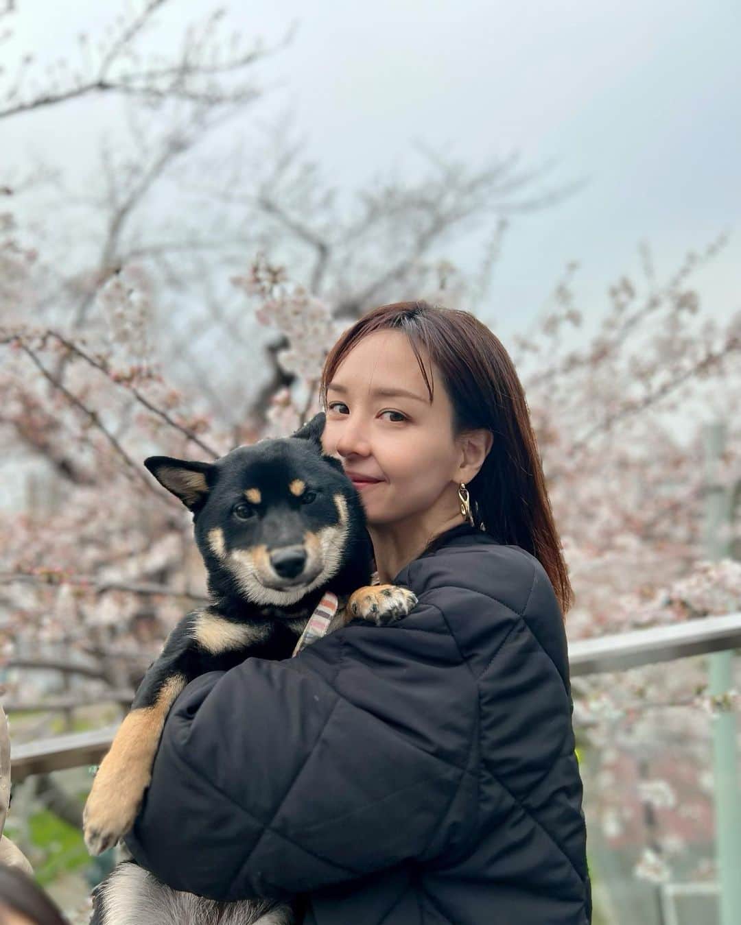 乙黒えりのインスタグラム：「お花見へ🌸ティティの📸目線いただきました🐕‍🦺お花見でほろ酔いの方々になでられまくるティティさん笑 @mameshiba.titi  ティティちゃん間食は少なめなのですが、最近おやつにプレミアムなおやつ食べてます✨ 無添加無着色無香料の近江牛のジャーキー🥓贅沢〜 特殊冷凍技術で、旨みが凝縮するらしくすごく食いつきがいいです✨ 1cm四方くらいに折ってからあげてます❣️ @watanabeya_japan   美味しいもの食べて健康でいてほしい🫶  #watanabeya_japan#ドッグフード#ドッグおやつ#無添加おやつ#犬のいる生活#お花見」