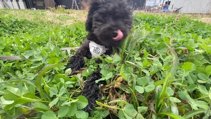 野村香奈のインスタグラム：「O SANPO début🍀🍀🍀🍀🌱✨🔰🐕‍🦺」