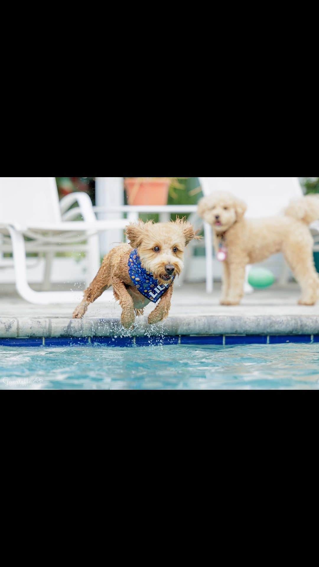 モーガン・プレッセルのインスタグラム：「Watch Lilly learn how to swim in honor of #NationalPuppyDay! 🐶 She begs me to go in the pool every single day, she loves it so much! And Zoe is the opposite, she has no interest and doesn’t like the pool at all. Does your pup like to swim? Tell me below! 👇🏻  The little squeakers I throw in the pool for her are in my Amazon storefront, link in bio.   Cover 📸: @gavriella_petphoto_boca_raton」
