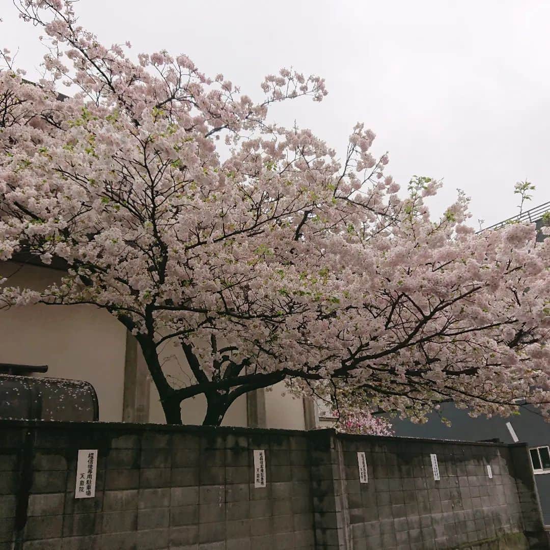 グレート義太夫のインスタグラム：「浅草の桜は力強い❗ #アメニモマケズ」