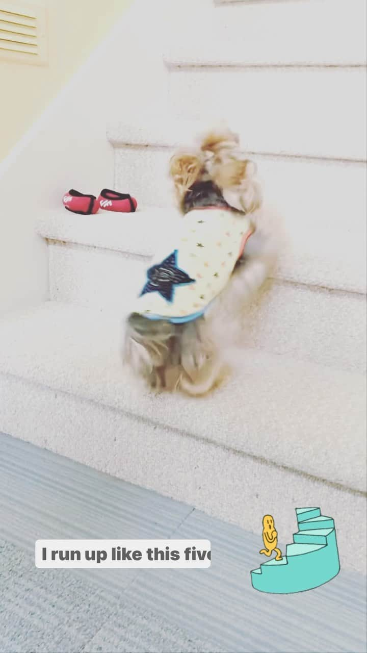 Kodie Bearのインスタグラム：「My Daily Exercise! I go upstairs to say ‘Hi 👋🏻’ to Daddy 🙋🏻‍♂️.」