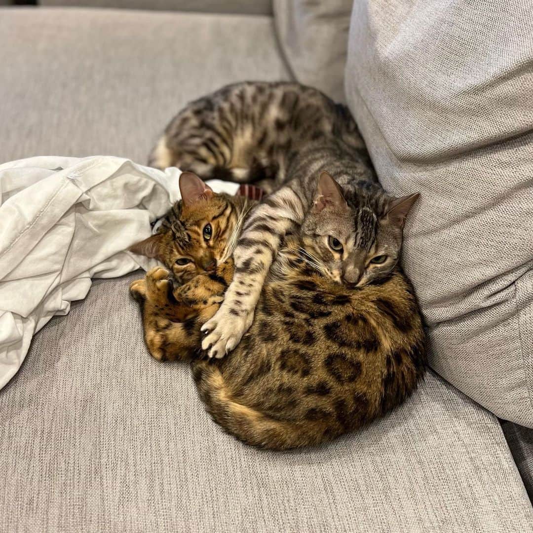 トミックのインスタグラム：「？？🐈？？  #トミック  #youtuber  #youtuber好きな人と繋がりたい  #猫  #cat #ベンガル #ベンガル猫 #喋る猫 #芸をする猫 #ルトロゼ  #猫のいる暮らし #猫好きさんと繋がりたい」