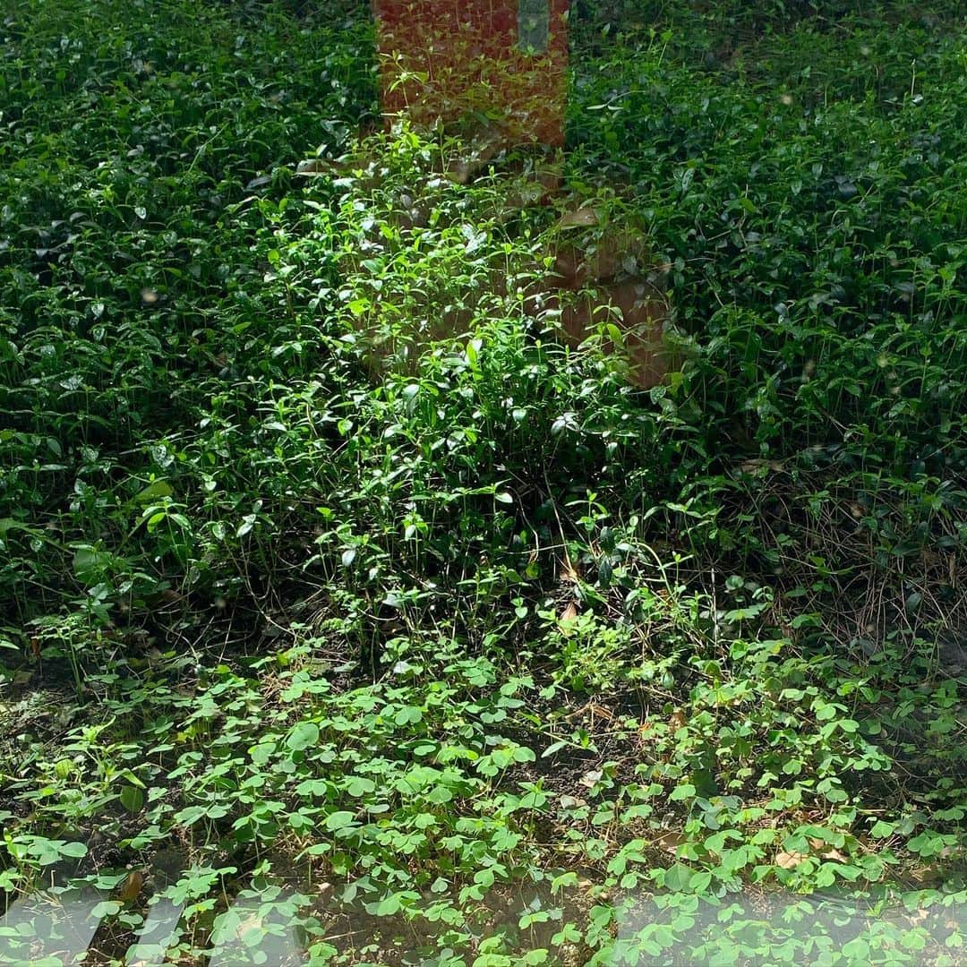 大橋歩さんのインスタグラム写真 - (大橋歩Instagram)「昨日は用があってバスに乗った。窓から雨に濡れてる桜を見た。今日は陽がさして暖かいけど、花見に出るのはおっくう。先週もらった桜の枝が家の中で咲いているし、半地下の元子供部屋から見える土止めの蔓性植物が新しい葉をつけ、その奥の木は金木犀で、半地下からだと3階分上がった居間の窓から新しく伸びた茎に若い葉がびっしりついてるのを見る。で、思ったのは家の中を掃除しようだったの😆。日差しが明るくなると家の中の埃が年寄りの私にもよく見える😞。なにしろこのところTVにかじりついてたからね。素晴らしい試合だったね🥰。」3月24日 11時40分 - ayumi8713