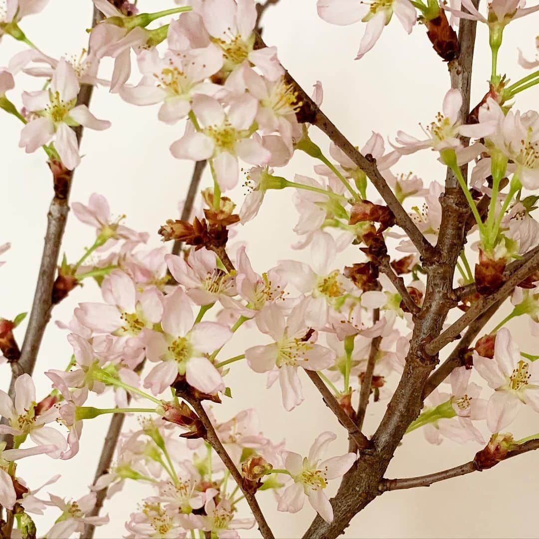 大橋歩さんのインスタグラム写真 - (大橋歩Instagram)「昨日は用があってバスに乗った。窓から雨に濡れてる桜を見た。今日は陽がさして暖かいけど、花見に出るのはおっくう。先週もらった桜の枝が家の中で咲いているし、半地下の元子供部屋から見える土止めの蔓性植物が新しい葉をつけ、その奥の木は金木犀で、半地下からだと3階分上がった居間の窓から新しく伸びた茎に若い葉がびっしりついてるのを見る。で、思ったのは家の中を掃除しようだったの😆。日差しが明るくなると家の中の埃が年寄りの私にもよく見える😞。なにしろこのところTVにかじりついてたからね。素晴らしい試合だったね🥰。」3月24日 11時40分 - ayumi8713