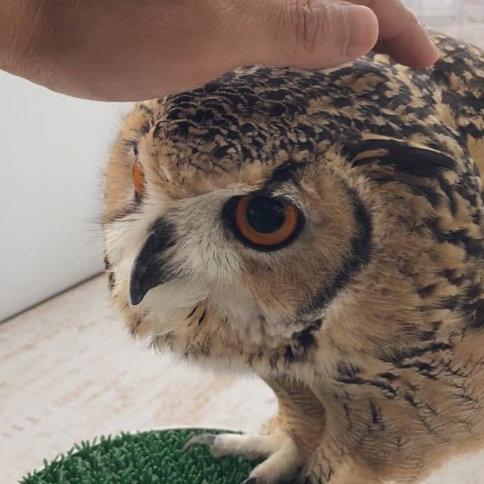 GEN3 Owlさんのインスタグラム写真 - (GEN3 OwlInstagram)「ガルーが元気でいてくれる。 それだけで幸せ。 @genz64  Garu is doing well, that makes me happy.  #owl #owlgaru #フクロウ」3月24日 11時49分 - genz64