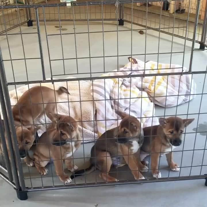 Rylaiのインスタグラム：「Sound on to hear the sounds of The #NGSDs singing…. The 5 puppies from our conservation litter along with momma Luxxy, daddy Huli, and Uncle Archie.  Can you pick out Stumpy?? This litter of 5 beautiful babies permanently changed my soul…. The amount of love I have for each of these babies is enduring. I am so relieved that each of the three babies went to amazing homes with people who love them dearly. While Stumpy wasn’t originally planned to stay with us, he is literally a blessing to this world! His love radiates and envelopes everyone he meets! Nicky shares his strength, confidence and beauty with both of them being truly amazing Ambassadors.  . While we would love to have another conservation litter, having one has to be for the right conservation reasons.  It has to be the right pairing with appropriate placements of the babies- and it must be for conservation.  Unfortunately there is an exotic breeder in FL that saturates the market with singers, selling them for profit, without concern of conservation.  We try to remind people that if they didn’t purchase from this breeder, then they would stop breeding!!! Singers should not be a commodity sold. They should be carefully bred only for conservation reasons and placed in appropriate centers/homes. They are not appropriate companion animals for most people…. But can be with the right people.  . . There currently is a singer in a Shiba Inu foster that needs a home…. If anyone is interested.  . . #singers #dingos #jabcecc #sandiego #socal」