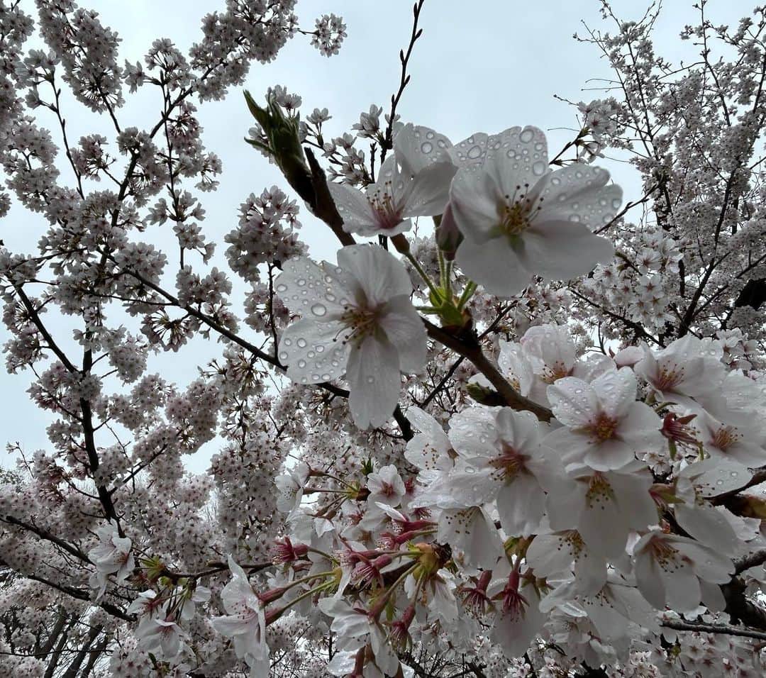 石榑亜紀子のインスタグラム：「桜に雨… もなかなか良いですよね🌸  でも、きょう日中は お花見チャンスに☺️  なんかもわっとした生温い空気ですが 東京都心は 夏日手前まで気温上がりそう🌡 日中暖かい所も 夜は冷えるので上着を🧥  #お花見 #近所の公園 #桜満開 #東京の桜 #桜 #さくら #サクラサク #空 #そらふぉと #空が好き #空が好きな人と繋がりたい #空好きな人と繋がりたい #ランナー #ランニング女子 #ランニング好きな人と繋がりたい #ランナー #ランニング部  #ランニングアドバイザー #走る気象予報士 #アスリートフードマイスター2級 #食育インストラクター #空好きと繋がりたい」