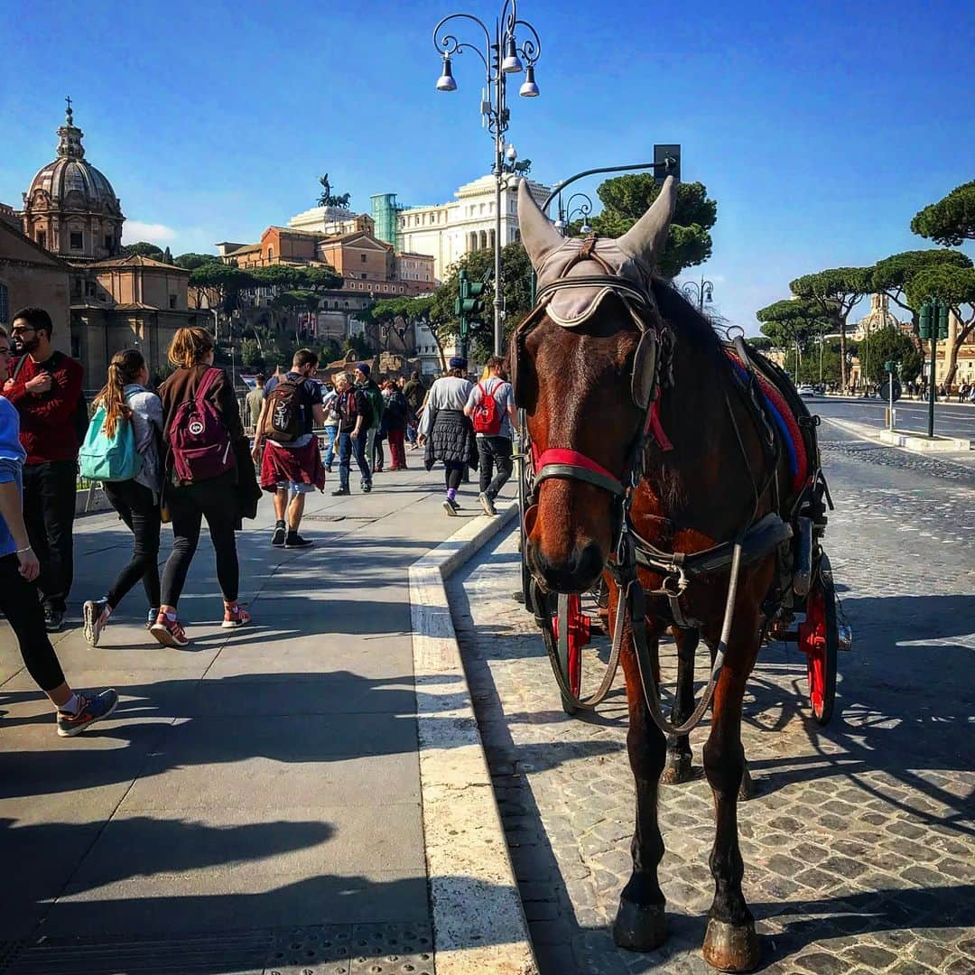 キッズラインさんのインスタグラム写真 - (キッズラインInstagram)「#🐴」3月24日 3時11分 - keiiiich