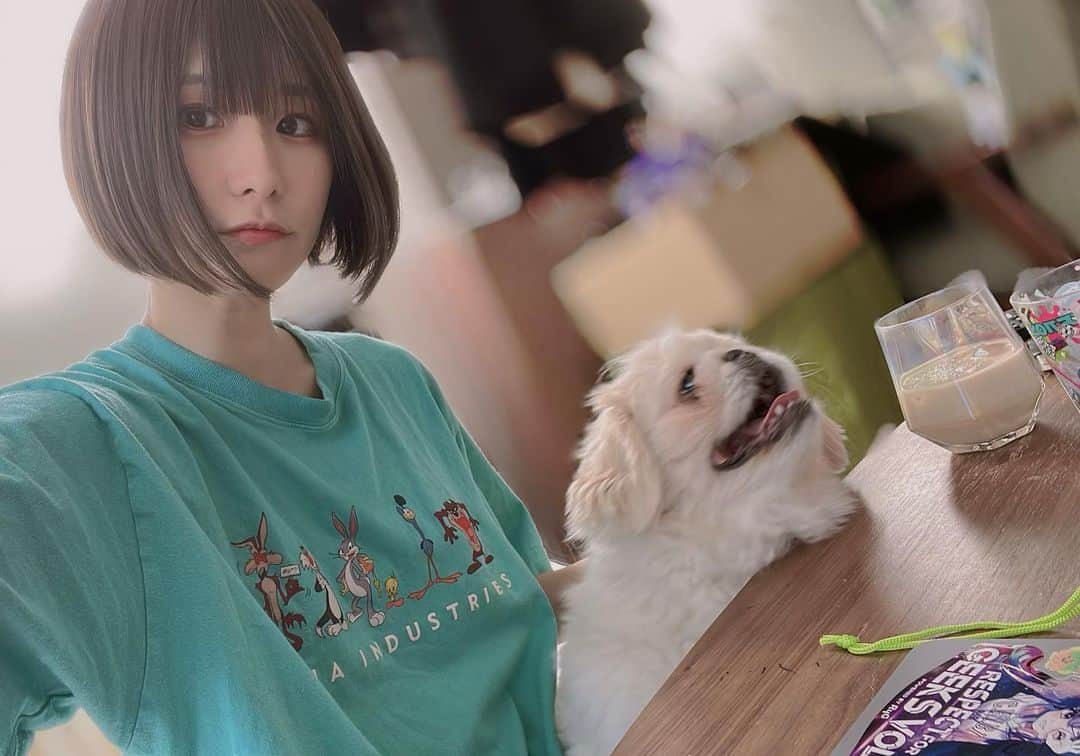 来栖うさこさんのインスタグラム写真 - (来栖うさこInstagram)「. . . ちゃちゃまる🐶🐾  #ペキニーズ #ちゃちゃまる #ペキマル」3月24日 3時41分 - kurusu_usako