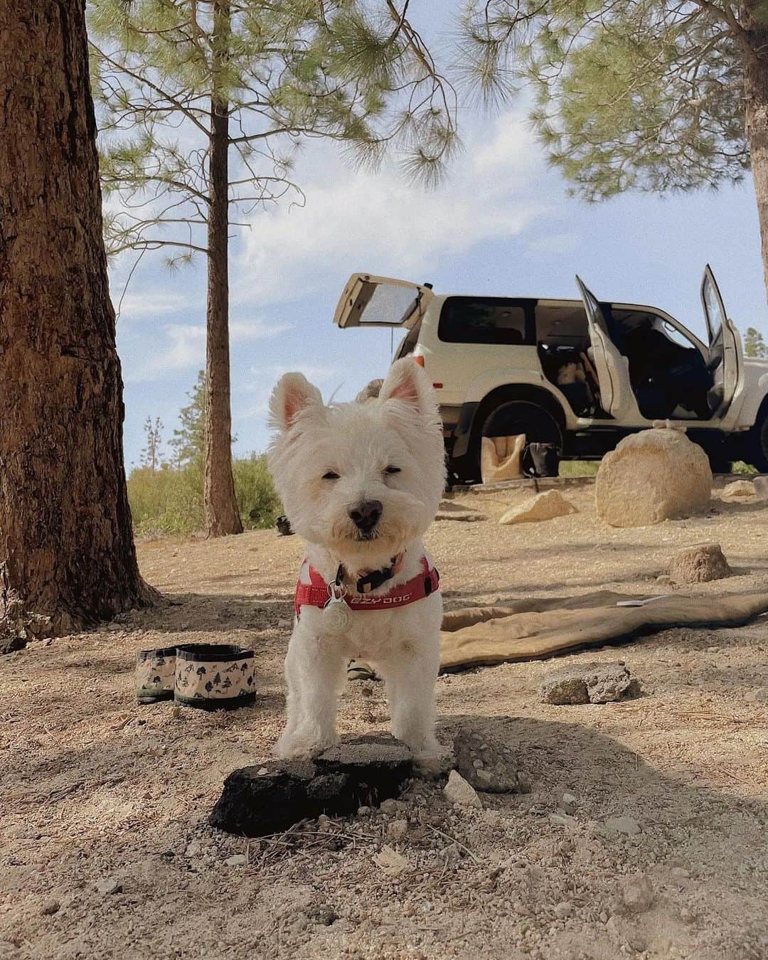 W E Y L I Eさんのインスタグラム写真 - (W E Y L I EInstagram)「See you later baby mouse 🐭😇  I said goodbye to my best friend of 17 years on Sunday 3/19/23. In exactly 2 months, she would've turned 18. I feared the day of saying goodbye and I'm still processing the pain of life without her and Michi. I know my heart will never be the same without my babies. Almost 18 years...more than half of my life was spent with my Mousey. I was only 12 years old when she came into my life and I'm turning 30 next week. As I said my goodbyes, I kept repeating thank you  thank you thank you as I kissed her little head. I feel so much gratitude towards her for teaching me everything and being by my side when it felt like no one else was there.   Money, you're forever my soul dog. I will live everyday of my life missing you, thinking of you, and loving you. The life lessons you've taught me and the memories we shared are going to last me a lifetime. I will always wish we had more time, but I know our time together will always live on in my heart. You are my family, my first child, my bestest friend. I love you so much 🐭❤️」3月24日 4時07分 - weylie