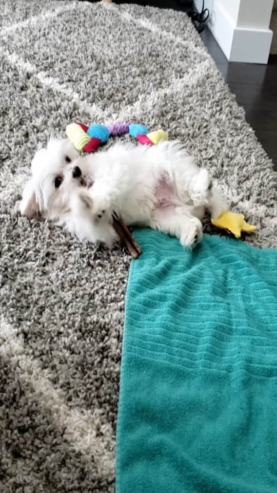 Toby LittleDudeのインスタグラム：「Back when I was itsy bitsy. Happy #nationalpuppyday ❤️  #theothemaltese #maltese #puppy #dogsofinstagram #malteseofinstagram #puppies #cutedog #furbaby #puppiesofinstagram #pupper」