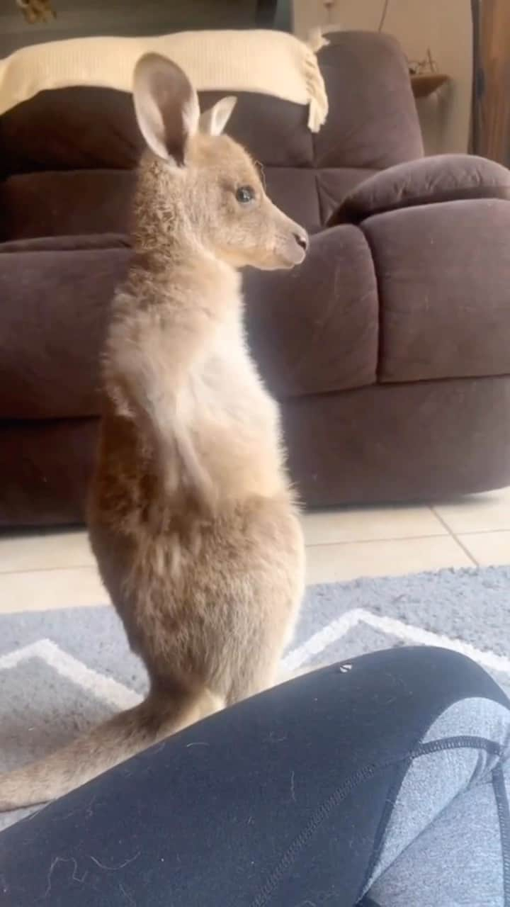 Baby Animalsのインスタグラム：「When you can’t find your keys… 😂  📸: Wildencountersaustralia on tiktok  #cuteanimals #animalsaustralia #australiananimals #adorableanimals #cutestanimals」