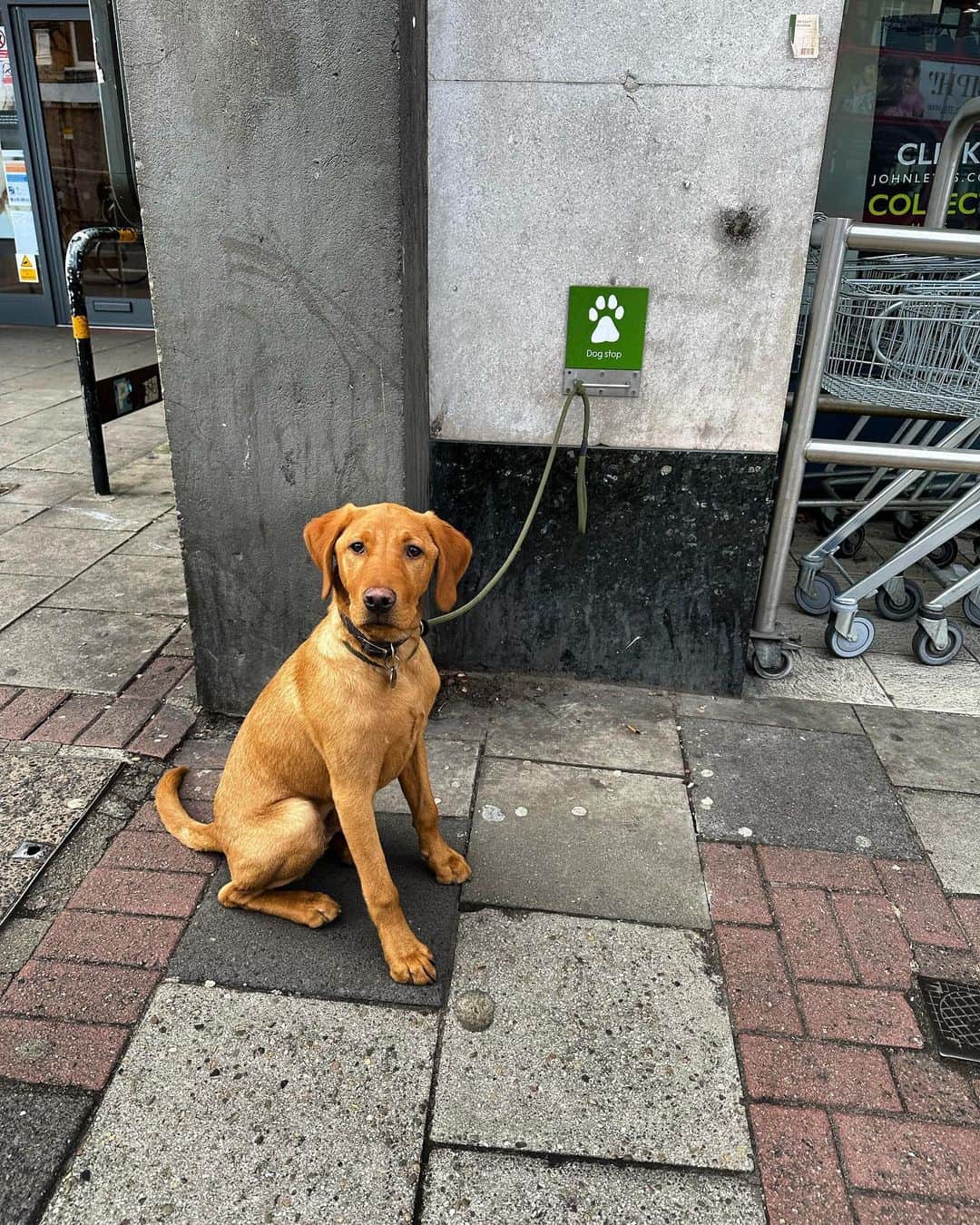 トム・フェルトンのインスタグラム：「Dog stop」