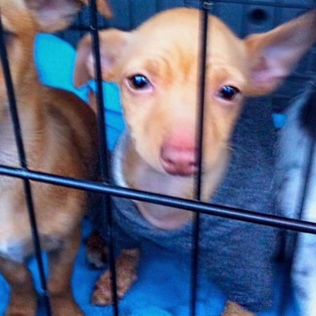 Tuna {breed:chiweenie} のインスタグラム：「I was staring at Tuna today, as one does, and I was noticing how white he’s getting around his little face 😩. He’ll be 13 at the end of July but he was only a 4-month old puppy when I adopted him! Since today is #nationalpuppyday, the first two photos are from the first time I laid eyes on my tiny friend, and the third one is of his teefers before they grew in. Oh how far he’s come! #babytuna #2010」