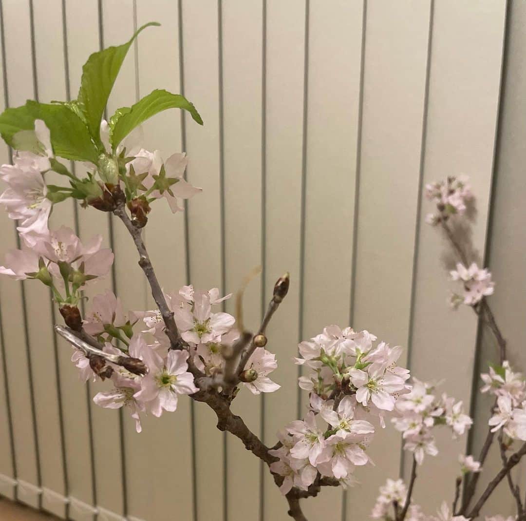 橋本耀のインスタグラム：「家の桜も綺麗に咲いた🌸 葉桜も可愛い🍃  お花の中で桜が1番好き！  ネイルも春っぽく🪷 マツパもお気に入り♡ 花粉症で目元お化粧したくなくてもマツパしてるとすごく楽ちん☺️  いつもありがとうございます🤍 @rememory__ikumi  @rememory__mami」