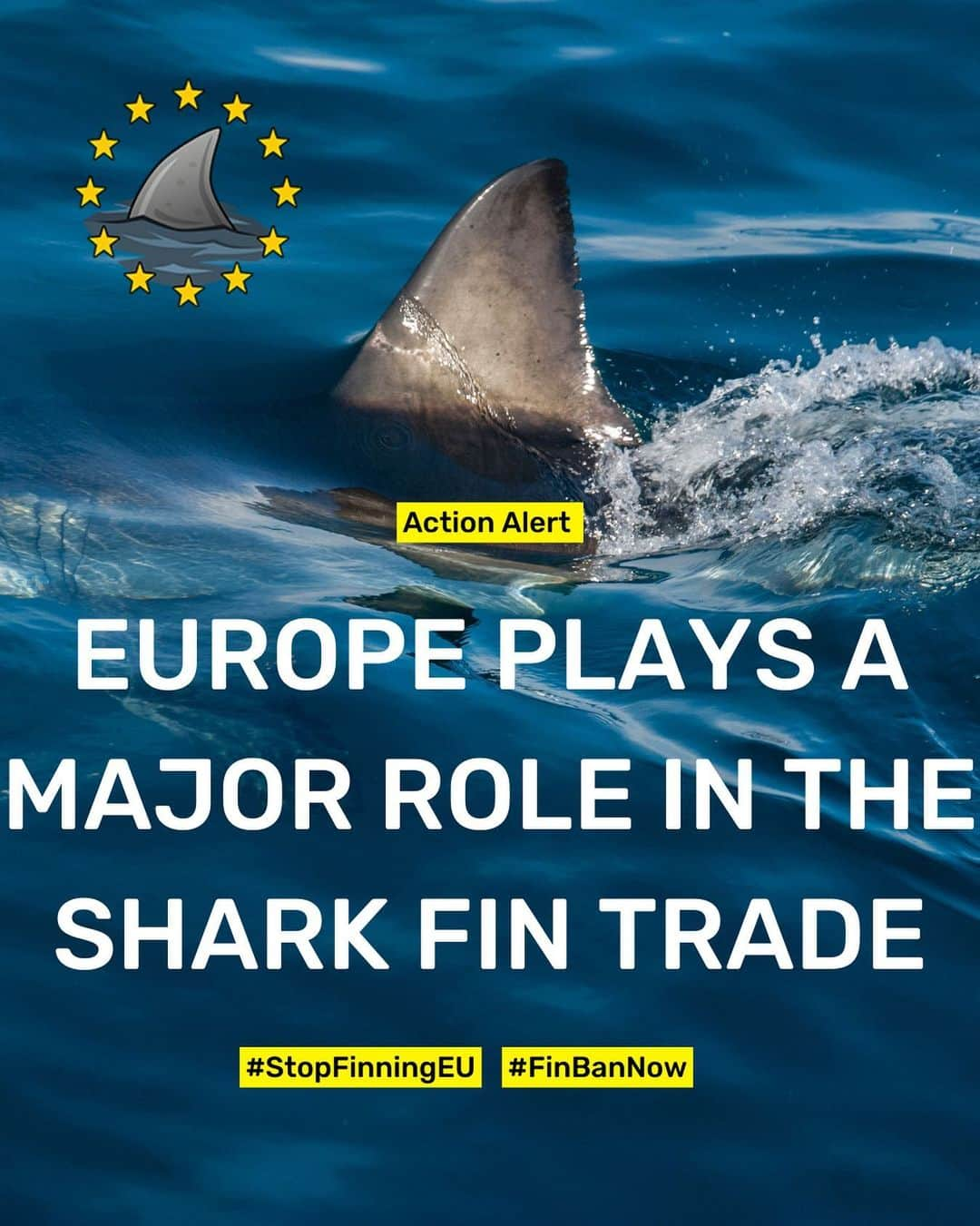 イーライ・ロスさんのインスタグラム写真 - (イーライ・ロスInstagram)「Sharks and oceans need US! Global action alert below. A major turning point is underway to ban the trade of shark fins in Europe with the Citizen Initiative @stopfinningeu. This Monday, March 27, the public hearing takes place in the European Parliament. Representatives of the European Commission will be present as well as members of the Fisheries, Environment and Petition Committees to discuss the Initiative and the request to ban the trade of shark fins in Europe. 🦈🇪🇺  🚨 ACTION: help us challenge these politicians and continue the pressure by showing them that civil society is watching and demands a #FinBanNow in Europe:  1️⃣ TAG the official accounts @virginijus_sinkevicius @vera_jourova @pierre_karleskind @Marian_JeanMarinescu @yanatoom under this post with the hashtag #FinBanNow  2️⃣ WRITE a comment under all of their latest posts and via DMs: @virginijus_sinkevicius @vera_jourova @pierre_karleskind @Marian-JeanMarinescu @yanatoom The EU supplies 45% of shark fins imported by the main Asian markets. It is time to act for the protection of the oceans and sharks, rather than being a major player in their extinction. +1.1M Europeans are counting on you!🦈🇪🇺 #FinBanNow  3️⃣ SHARE this post around you to spread the message and follow @sharkallies @stopfinningeu for more updates!  #stopfinningeu #finbannow #europeancommission #europeanparliament #sharkactivism #stopfinningeu #stopfinning #ocean #sharks #sharkconservation」3月24日 7時51分 - realeliroth