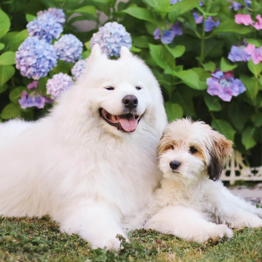 のインスタグラム：「Happy National Puppy Day! Enjoy these photos of Bear and puppy Momo 🐻‍❄️🐶」