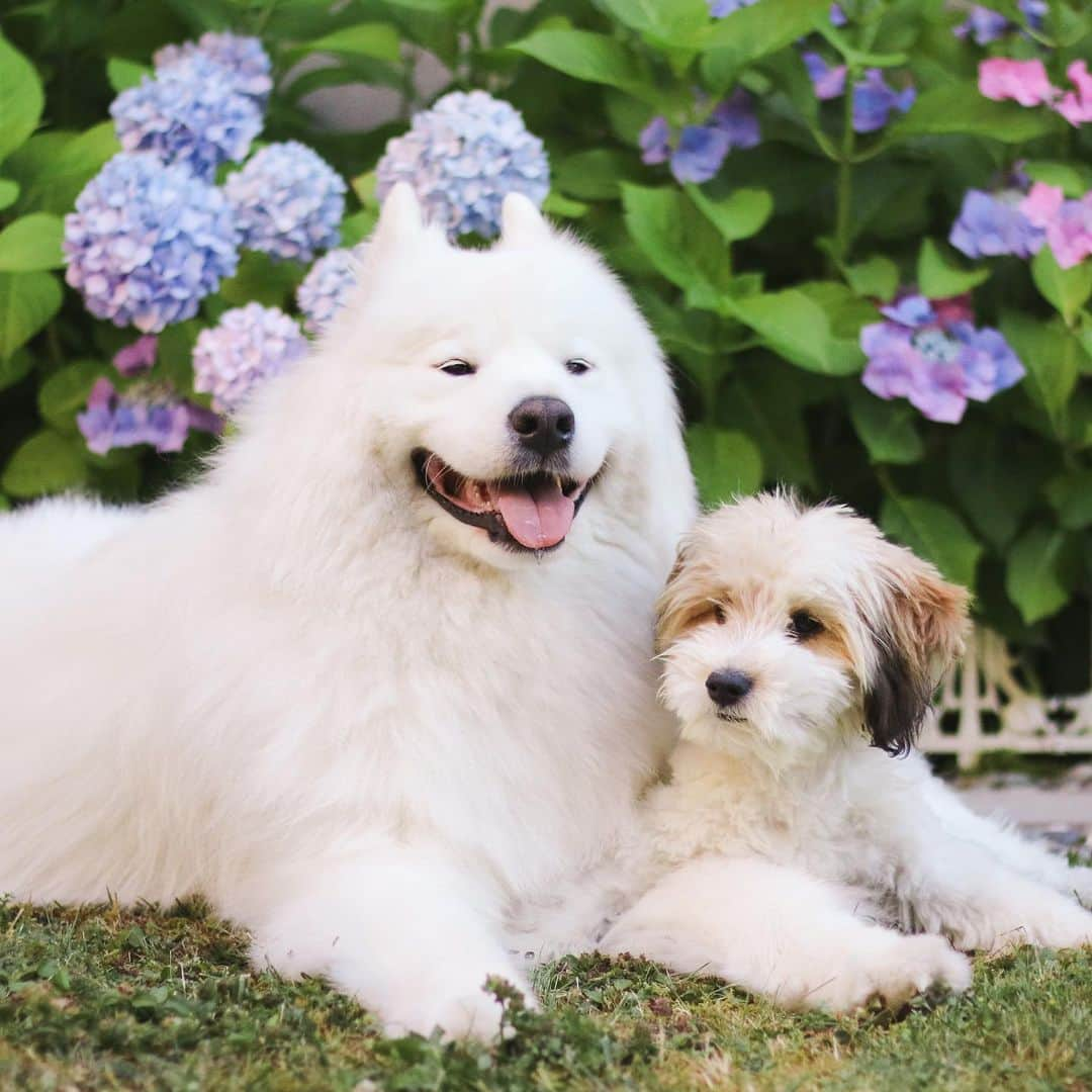 Loki the Corgiのインスタグラム：「Happy National Puppy Day! Enjoy these photos of Bear and puppy Momo 🐻‍❄️🐶」