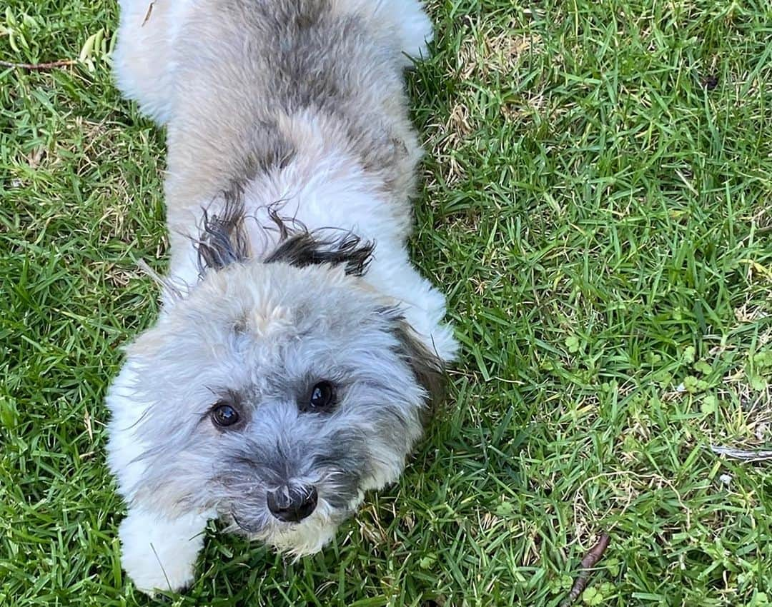 カミール・グラマーさんのインスタグラム写真 - (カミール・グラマーInstagram)「My pups. 🐶❤️ Joey and Jacque. #ilovemydog ‘s. #havanese #nationalpuppyday」3月24日 8時09分 - therealcamille