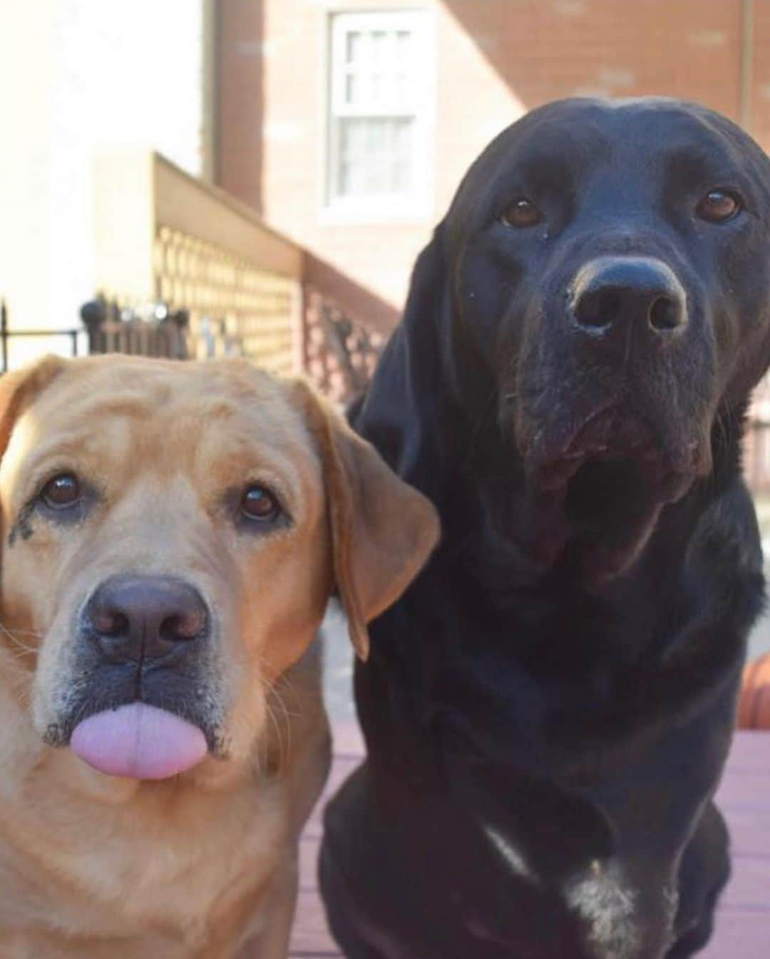 Jake And Gingerのインスタグラム：「Happy National puppy day!!」