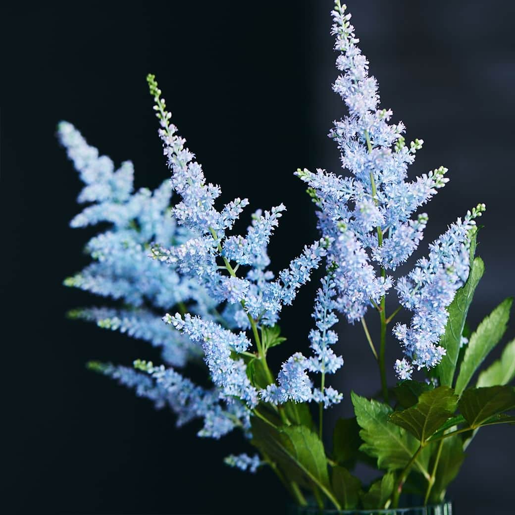 青山フラワーマーケットさんのインスタグラム写真 - (青山フラワーマーケットInstagram)「白い毛に覆われ、フランネル生地のような独特の風合いと質感を持つフランネルフラワー「ファンシーマリエ」（写真1枚目）。 ふんわりとした柔らかな花穂と染めの薄いブルーが美しいアスチルベ「ライトブルー」（写真2枚目）。 　 ともに国際園芸博覧会『Floriade（フロリアード）2022』の「その他の花」部門でみごと銀賞（ファンシーマリエ）と銅賞（ライトブルー）を受賞。 フロリアードは、「花のオリンピック」と称される10年に1度オランダで開催される花の国際EXPOで、世界中の花が集まり、コンテストが行われます。 ちなみに金賞は、以前の投稿でもご紹介したラナンキュラス「綿帽子」。 　 その美しさをぜひご覧いただきたい、という想いから、取り扱いのある店舗情報をハイライト「フロリアード」に掲載いたしました。（ブランドサイトや公式アプリのニュースでもご覧いただけます） 数量が限られているため全店ではありませんが、世界を魅了する花たちを間近でぜひご覧ください。 　 #ファンシーマリエ #フランネルフラワー #ライトブルー #アスチルベ #フロリアード #花のオリンピック #floriade #入荷情報 #花とおうち時間 #季節を楽しむ #花を楽しむ #花のある暮らし #花のある日常 #花の飾り方 #花を飾る #花を飾ろう #花を飾る生活 #インテリア #花 #aoyamaflowermarket #青山フラワーマーケット #livingwithflowerseveryday」3月24日 9時35分 - aoyamaflowermarket