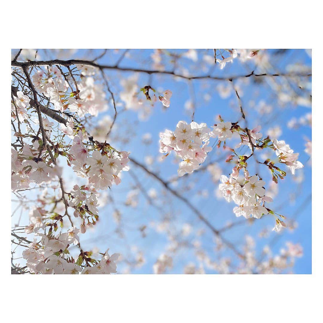 三倉佳奈さんのインスタグラム写真 - (三倉佳奈Instagram)「満開ー！ 一気に咲きましたね🌸 そしてポカポカ陽気✨  雨も多い今週ですが、ひとときの青空と桜に癒されました☺︎  #cherryblossom」3月24日 9時40分 - kana_mikura0223