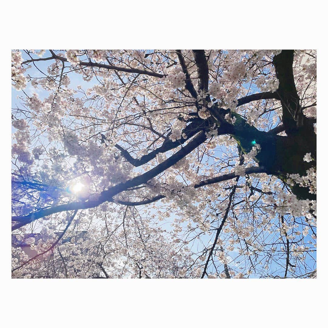 三倉佳奈さんのインスタグラム写真 - (三倉佳奈Instagram)「満開ー！ 一気に咲きましたね🌸 そしてポカポカ陽気✨  雨も多い今週ですが、ひとときの青空と桜に癒されました☺︎  #cherryblossom」3月24日 9時40分 - kana_mikura0223
