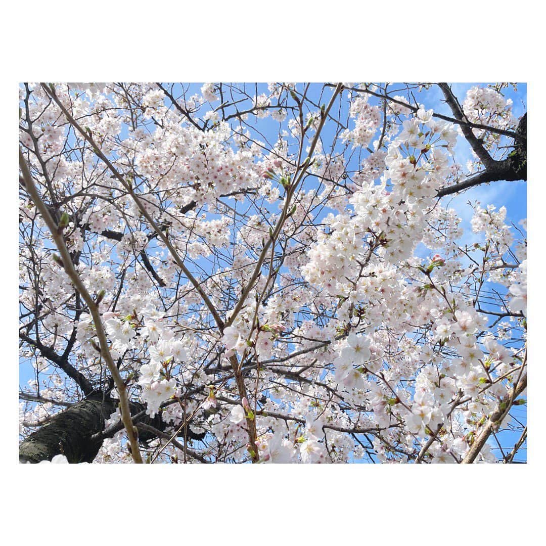 三倉佳奈のインスタグラム：「満開ー！ 一気に咲きましたね🌸 そしてポカポカ陽気✨  雨も多い今週ですが、ひとときの青空と桜に癒されました☺︎  #cherryblossom」