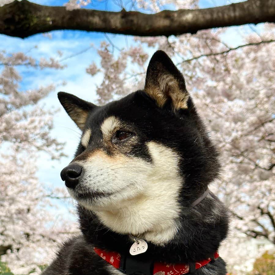 vo_coのインスタグラム：「🌸 春！ 桜！ 暑い！ なのに週末はまた雨らしい せっかくの花見日和なのに勿体無い… ＊ #shibastagram #instashiba #shiba #shibainu #黒柴 #柴犬　 #こたつの花見 2023」