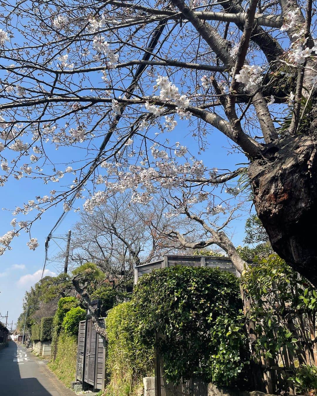 芝彰子さんのインスタグラム写真 - (芝彰子Instagram)「🌸  お休みの日に北鎌倉〜鎌倉へ🌿  鎌倉は何度も行っているけど 北鎌倉に行ったのは思えば初めてだった！✨  運良くとってもお天気☀️良くて暖かく(むしろ暑くて) もう桜🌸も咲いていました☺️♡  ランチをした@brasserie_koo  甘いデザートではないセイボリーの アボカドのエクレアシューは斬新だった！  サラダの味付けがツボでひかるさんと興奮！♡  とっても落ち着いた雰囲気で素敵なお店でした♪  . @hikaruuuuu15 @sumire_0415  ありがとう🤍  また着々と次の予定も立てている私たち🤭✨ 楽しみ〜！💕  . #鎌倉 #北鎌倉 #ブラッスリー航 #建長寺 #鎌倉グルメ #鎌倉散策  #hanami #kitakamakura #kamakura」3月24日 10時20分 - akiaki1221