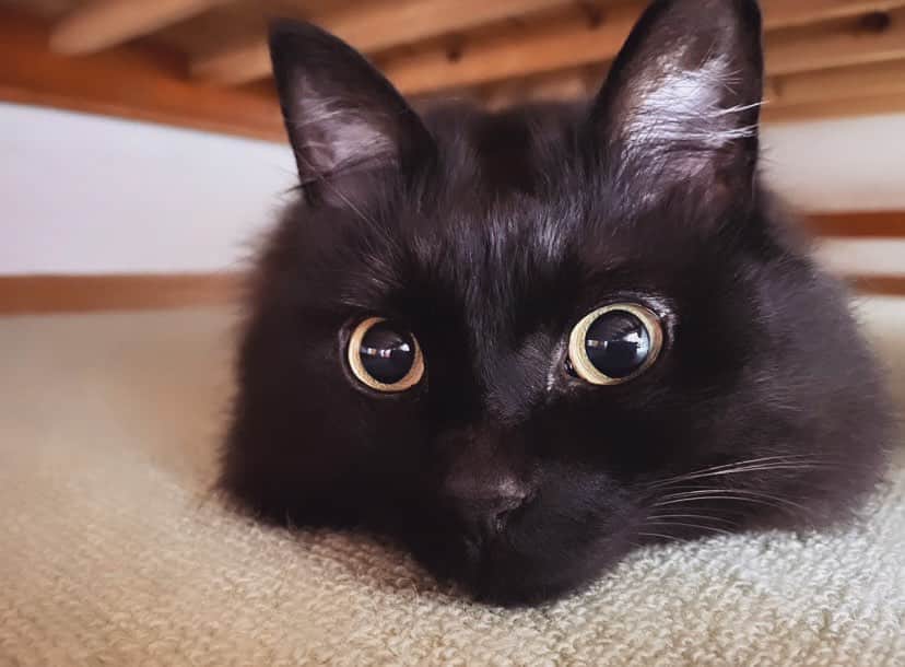 長谷川玲奈のインスタグラム：「なるたん🐈‍⬛🤍 可愛すぎるぅぅぅ〜  #猫 #黒猫  #cat」