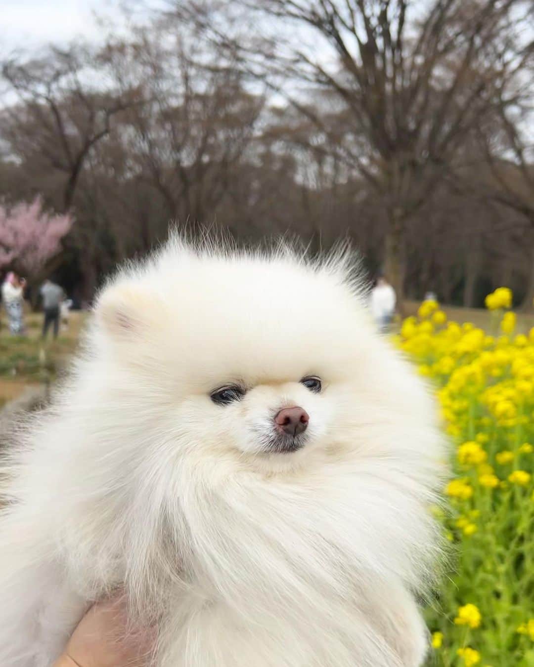 神尾美沙さんのインスタグラム写真 - (神尾美沙Instagram)「愛しき者たちと春🌸 近所に桜スポットがたくさんあって楽しむ日々。 桜が咲くたびに、あと何回見られるんだろうってセンチメンタルにもなるの私だけ？🥹 90歳くらいまで生きられるとしたらあと約60回しかこの桜シーズンを味わえないんだから、 しっかり楽しまないとって思う。(特別なことは何もしないけど笑)  ちなみに桜味はそんなに好まないので、毎年特に楽しみではない🌸 60回しかないなら、いつかは食べてみても良いかな~  #桜2023#お花見#お花見スポット#赤ちゃんのいる暮らし#赤ちゃんのいる生活#ポメラニアン#ポメラニアン部#白ポメ」3月24日 10時26分 - kamiomisa