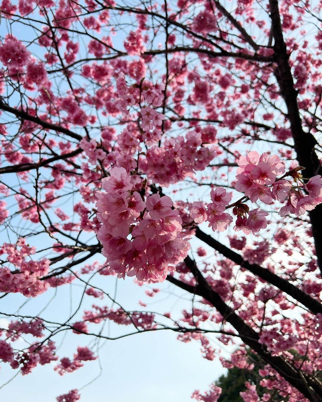 神尾美沙のインスタグラム：「愛しき者たちと春🌸 近所に桜スポットがたくさんあって楽しむ日々。 桜が咲くたびに、あと何回見られるんだろうってセンチメンタルにもなるの私だけ？🥹 90歳くらいまで生きられるとしたらあと約60回しかこの桜シーズンを味わえないんだから、 しっかり楽しまないとって思う。(特別なことは何もしないけど笑)  ちなみに桜味はそんなに好まないので、毎年特に楽しみではない🌸 60回しかないなら、いつかは食べてみても良いかな~  #桜2023#お花見#お花見スポット#赤ちゃんのいる暮らし#赤ちゃんのいる生活#ポメラニアン#ポメラニアン部#白ポメ」