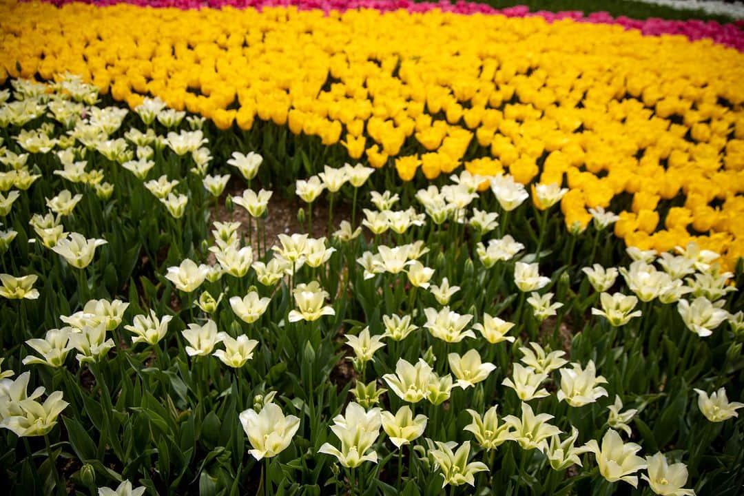 Candlewick Co., Ltd.さんのインスタグラム写真 - (Candlewick Co., Ltd.Instagram)「新村からはトルコの春をお届け。  春のトルコはチューリップが綺麗🌷実はチューリップの原産国なんですよ！ 毎年4月にはイスタンブルでチューリップ祭りが行われ、モスク前の広場や公園でカラフルなチューリップが鑑賞できます。 気候も日本と似ていて過ごしやすいので、是非行ってみてくださいね！  Shimmura brings you Turkiye's spring.  Tulips are beautiful in Turkiye in spring🌷It is actually the country of origin of tulips!  Every year in April, a tulip festival is held in Istanbul, where colorful tulips can be admired in the square in front of the mosque and in the park. The climate is similar to that of Japan and is very comfortable, so please visit!  #キャンドルウィック #広報 #マーケティング #サステナブルPR #コミュニケーションデザイン #candlewickpr #tokyopr #communicationdesign #sustainablePR #branding #marketing #GoTurkiye #トルコ #イスタンブル #チューリップ #お花見 #旅行 #観光 #海外旅行 #イベント #お祭り #旅好きと繋がりたい」3月24日 20時00分 - candlewick_jp