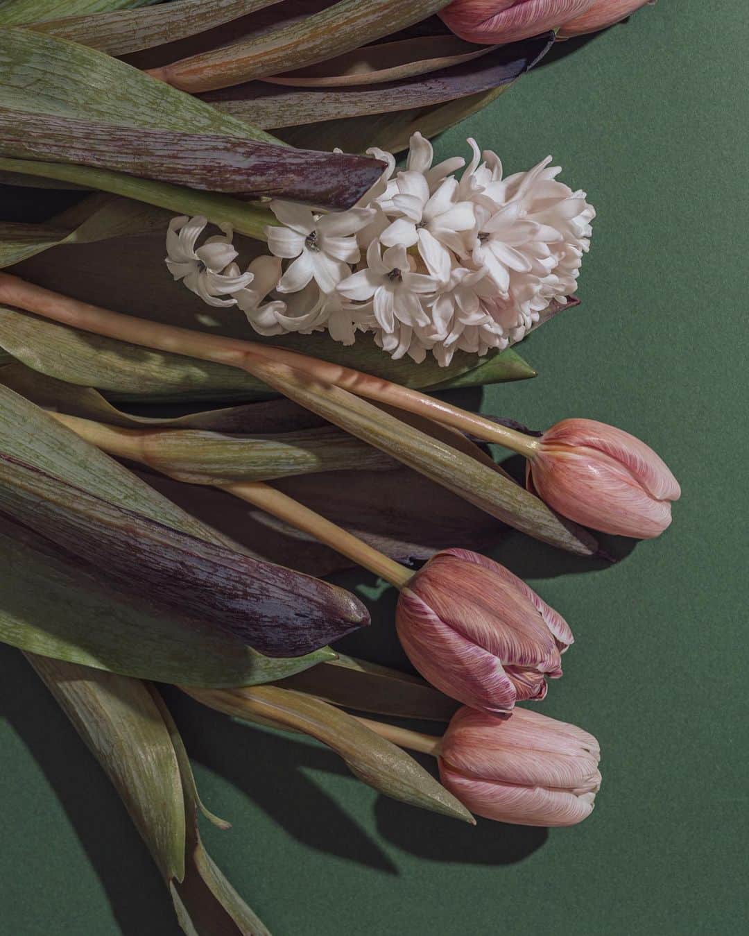 Nanaのインスタグラム：「tulip&hyacinth 染めのチューリップ美しい…  うっかり、桜の動画を消してしまって悲しすぎる😢  明日は4ヶ月ぶりのオフライン写真教室。明日用にプロップも色々集めました。私物も少しだけ持っていきます。ご参加くださる予定の皆さま、どうぞよろしくお願いします✨  #チューリップ #ヒヤシンス #静物撮影 #stilllifephotography  #flowerphotography」