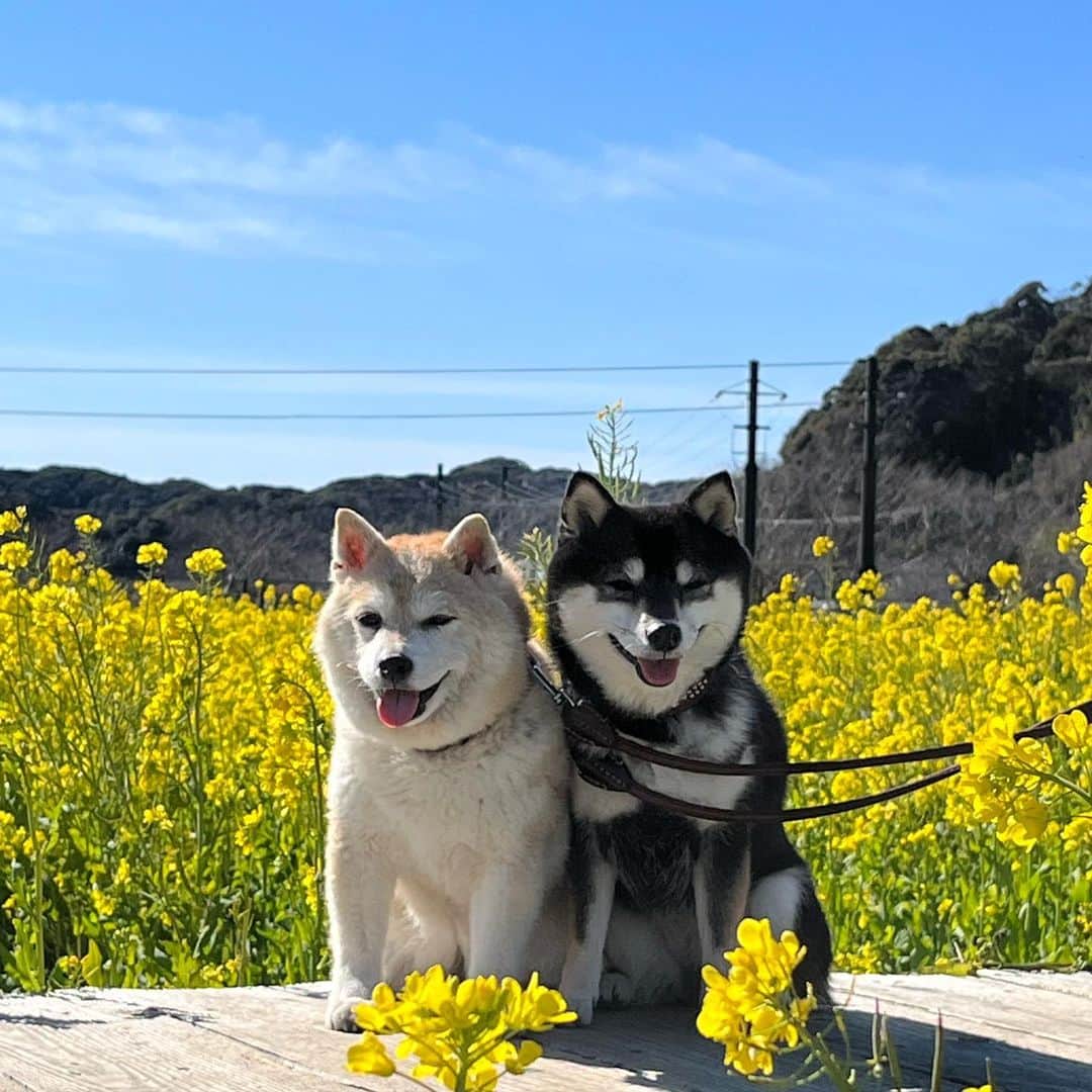 豆柴なつ&ふゆのインスタグラム
