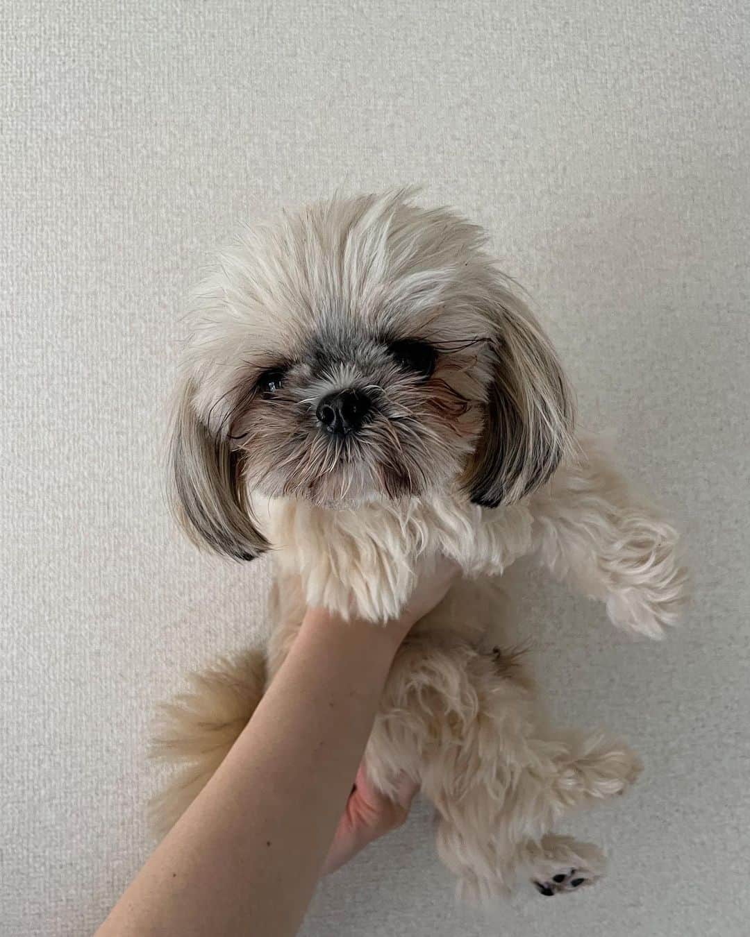 のインスタグラム：「❤️‍🔥 2歳になった天使くん。 本当に毎日大好きが更新されます。 日々健康でいてくれてありがとう。 一生甘えん坊やでいてください🐕 あいしてる。 @__shikaku__」