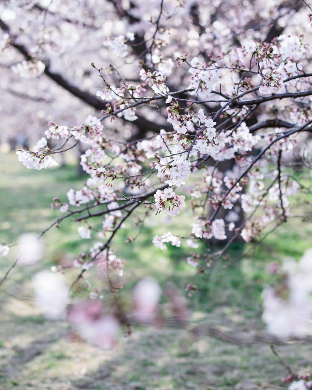 のインスタグラム：「Spring has sprung🌸🌸🌸 #sakura #cherryblossom #cherryblossoms #japan  束の間の晴れの日に、 撮影に出かけました。 桜が見頃を迎えましたね💕」