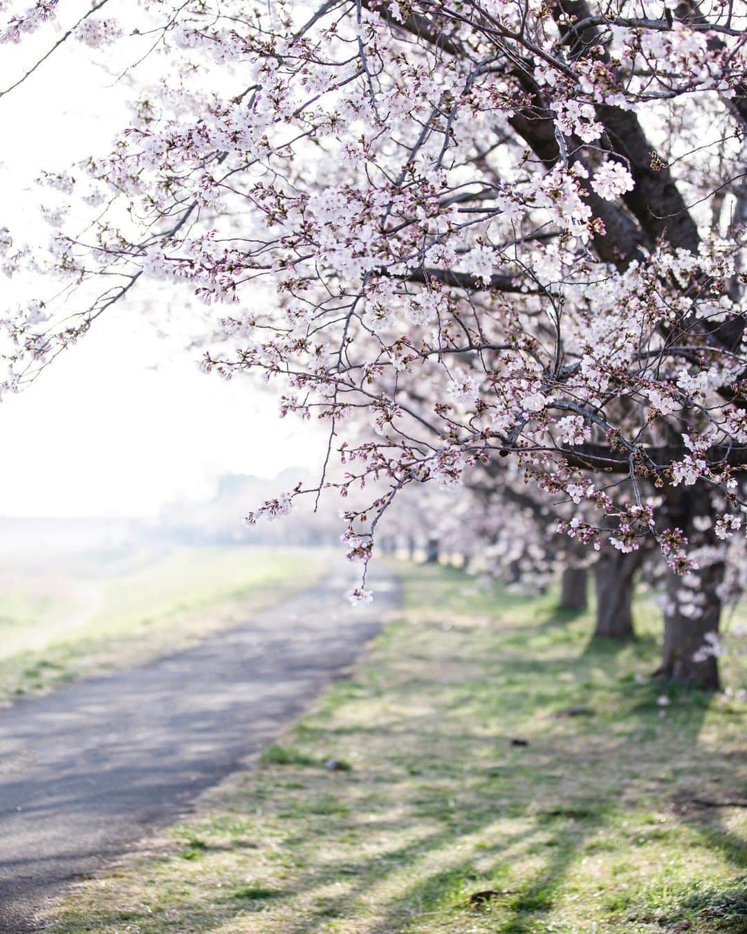 増田由希子さんのインスタグラム写真 - (増田由希子Instagram)「Spring has sprung🌸🌸🌸 #sakura #cherryblossom #cherryblossoms #japan  束の間の晴れの日に、 撮影に出かけました。 桜が見頃を迎えましたね💕」3月24日 20時18分 - nonihana_