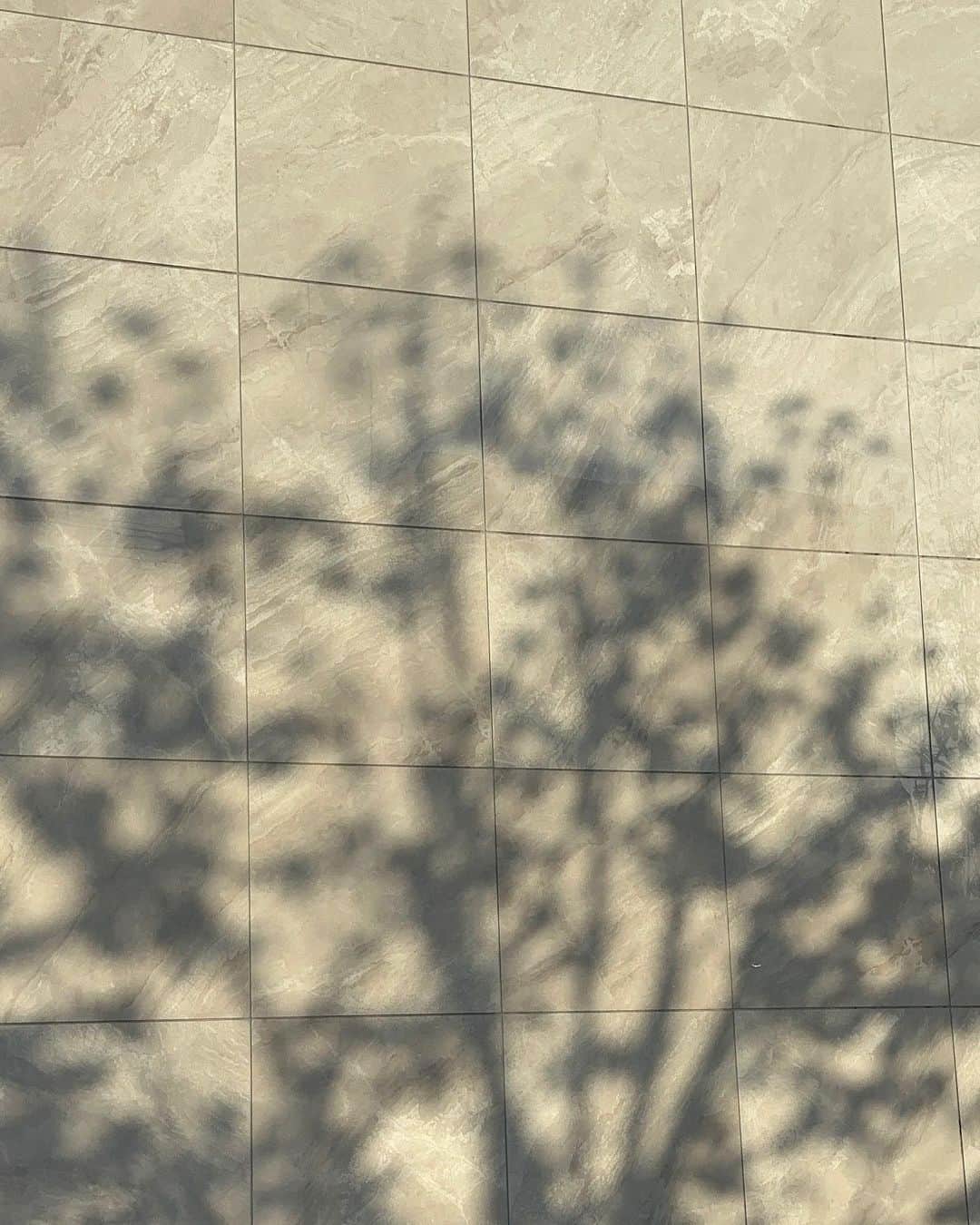 髙垣七瀬さんのインスタグラム写真 - (髙垣七瀬Instagram)「日常の中のこういう瞬間がだいすき  ずっとこんな瞬間だけみていたい  #archive #life #shadow」3月24日 20時19分 - nanase_takagaki