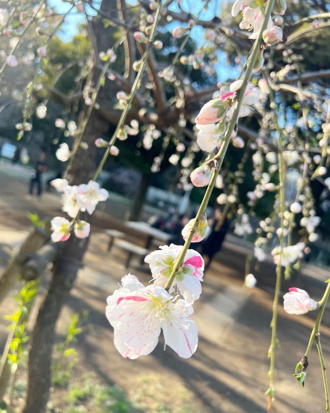 飯田里穂さんのインスタグラム写真 - (飯田里穂Instagram)「この日のお花見は パワーもらえる桜だった🌸💪🏻」3月24日 20時34分 - rippi_ii